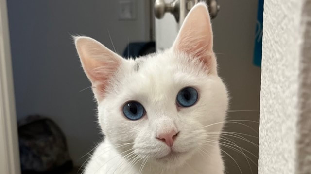 White shorthair cat with blue eyes.