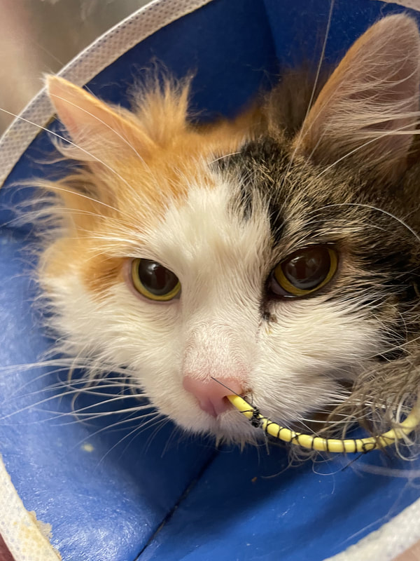 Calico cat, green eyes, closeup of face with tube in it's nose