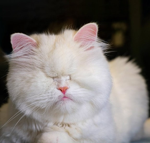 Moet, white Persian blind cat, with no eyes.