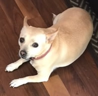 Mollie, Chihuahua mix dog, tan color
