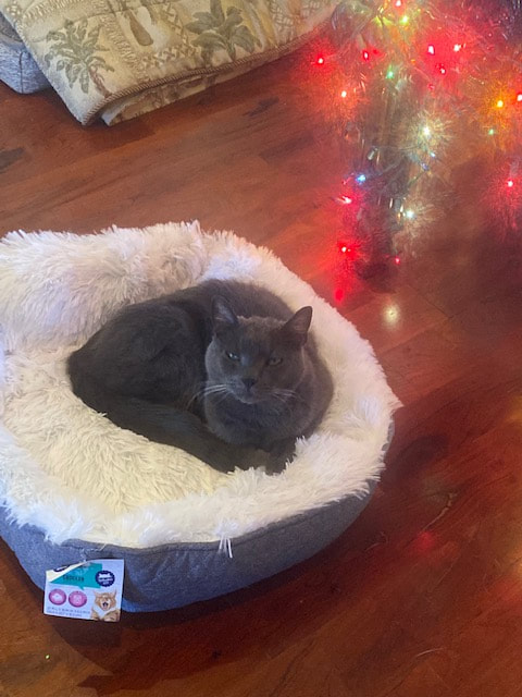 Samuel, dark gray cat