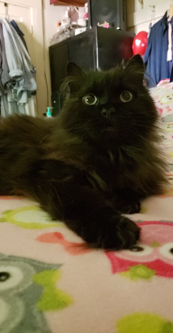 Black Persian cat