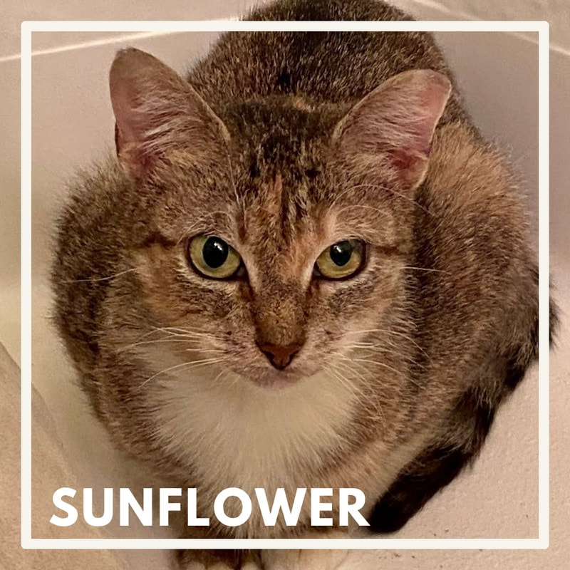 Sunflower, Special Needs Blind Feral Cat, Brown & White with green eyes
