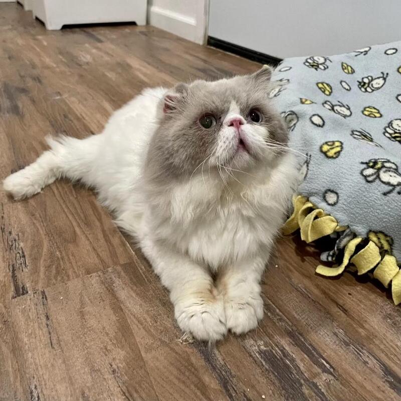 Terragon, Gray and white Blind Persian cat